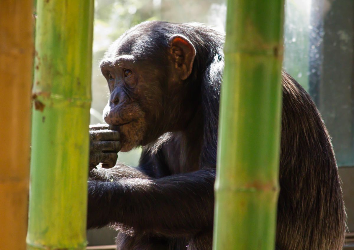 Photo of a monkey at the Lincoln Park Zoo in Chicago, Illinois