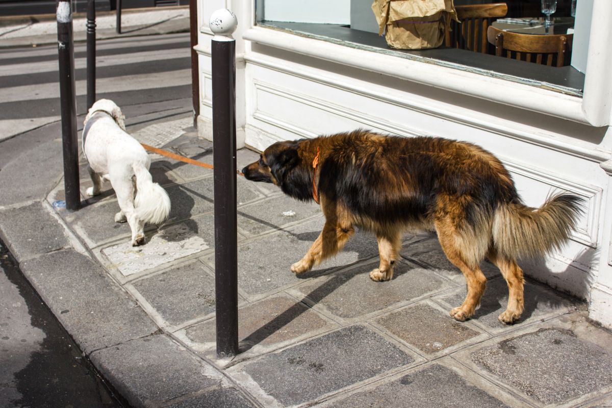 One dog being walked by another dog in Paris, France.