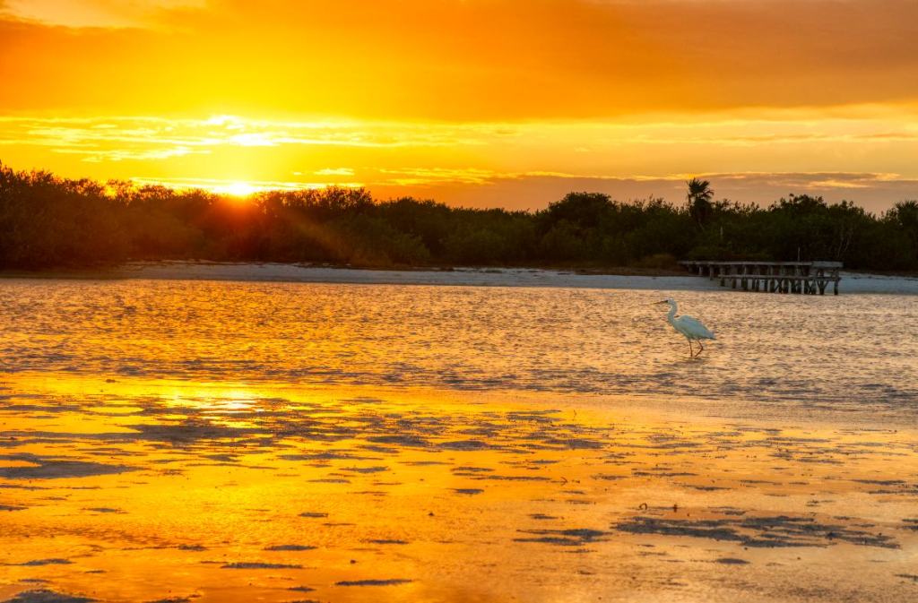 Warm sunrise on the island of Holbox, Mexico with an egret in the water