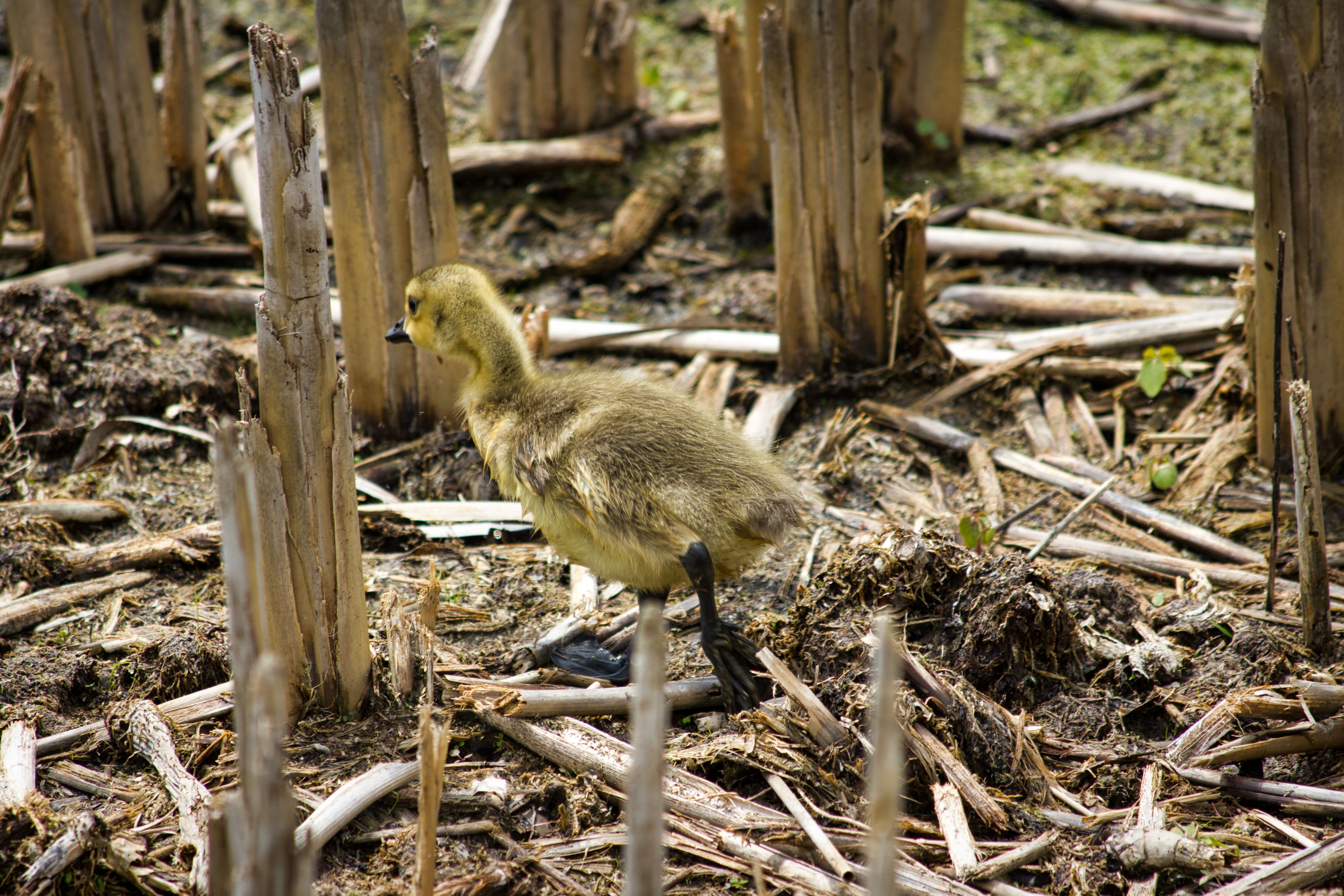 Gosling walking among dead plants at Horicon Marsh in Wisconsin.