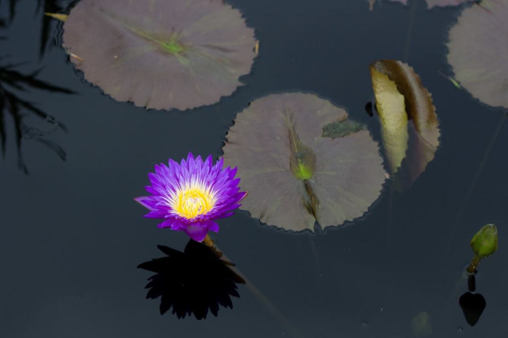 Purple water lily at the Chicago Botanic Garden
