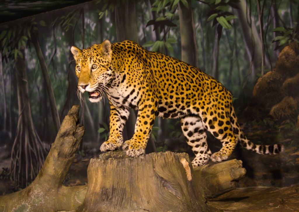 Photo of a spotted leopard with its mouth open at the Milwaukee County Zoo