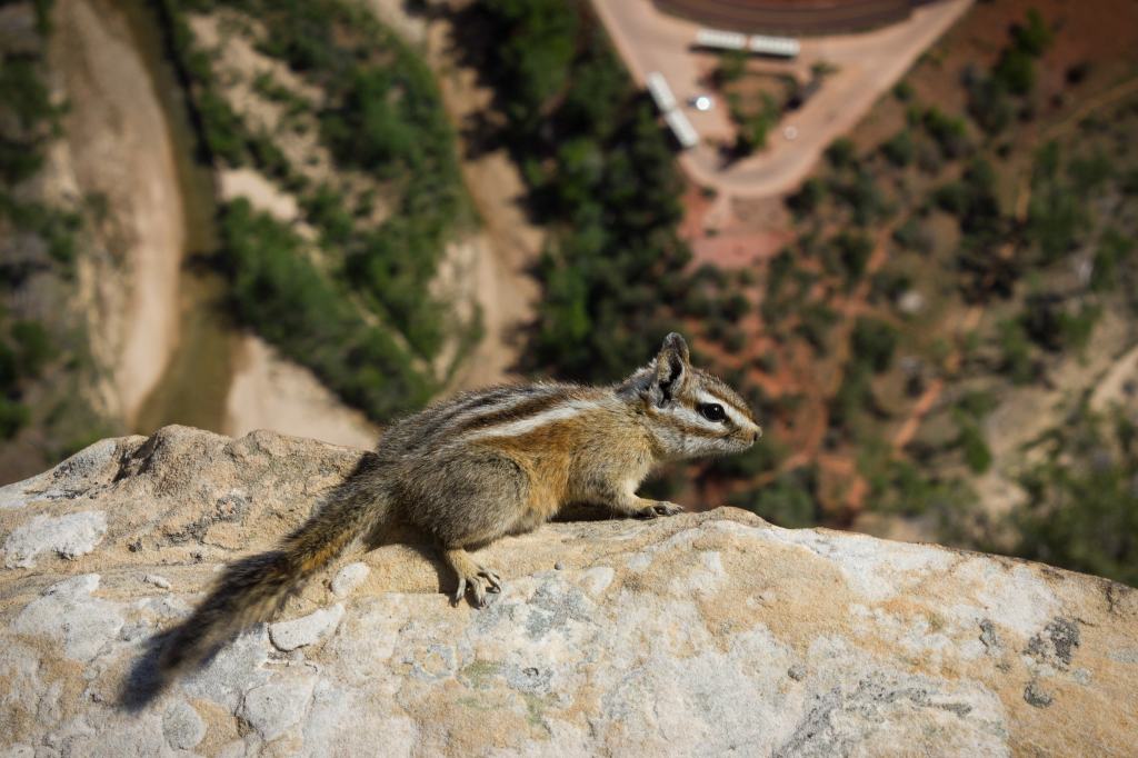 Chipmunk scurrying around in Zion National Park