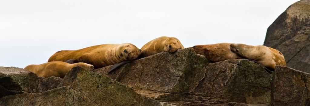 Sea lions napping on an island in Alaska