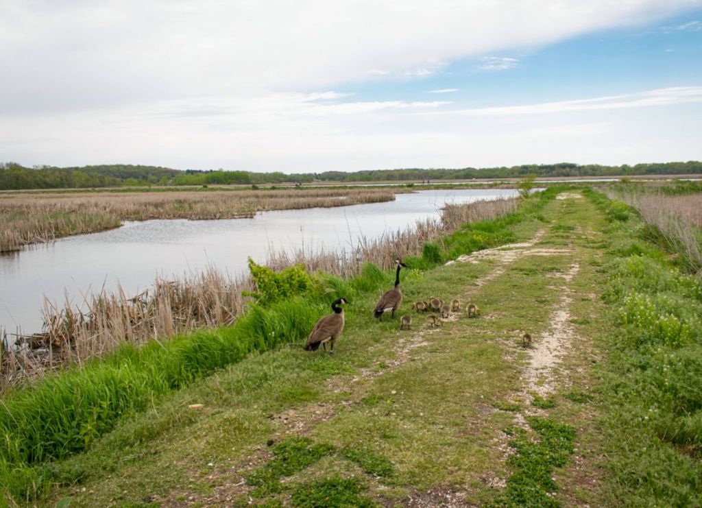 Geese walking along a trail at Horicon Marsh