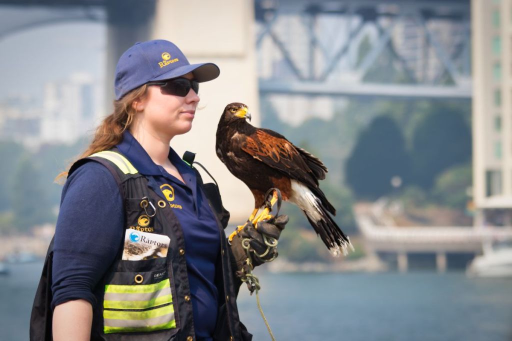 Hawk trying to keep the sea gulls away from Granville Market.