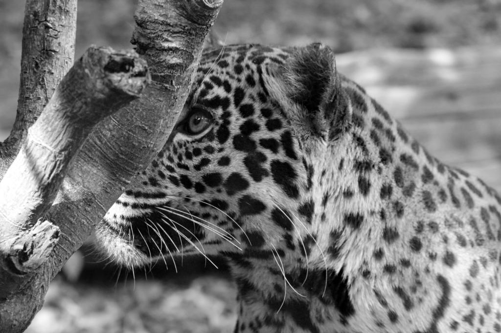 Black and white photo of a spotted leopard with its face partly hidden by a tree branch.