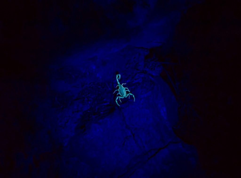 Scorpion lit by a black light while in the Grand Canyon