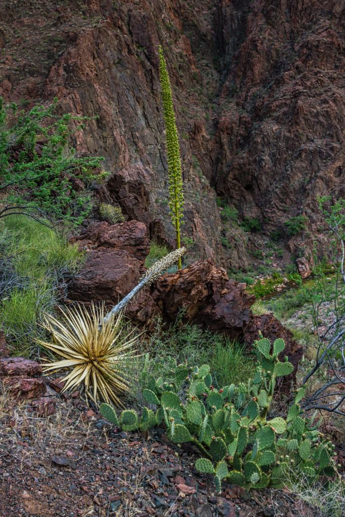 Century plants in the Grand Canyon