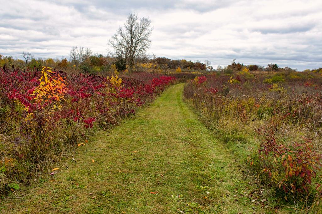 Fall colors in a state park in Wisconsin, the trees are mostly bare but the smaller plants have bright colored leaves.