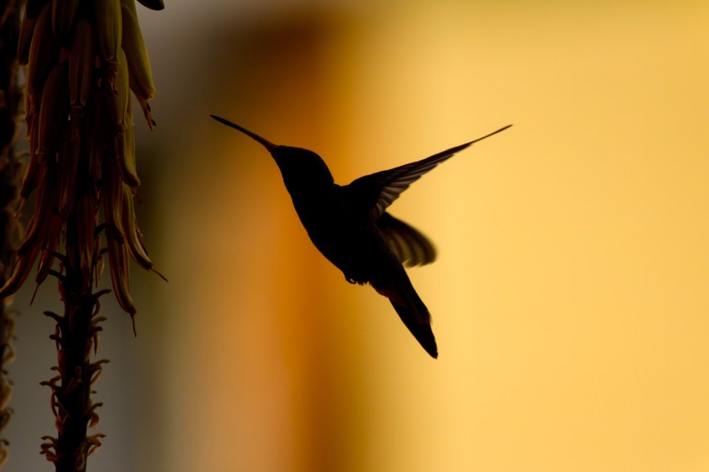 Hummingbird in mid air