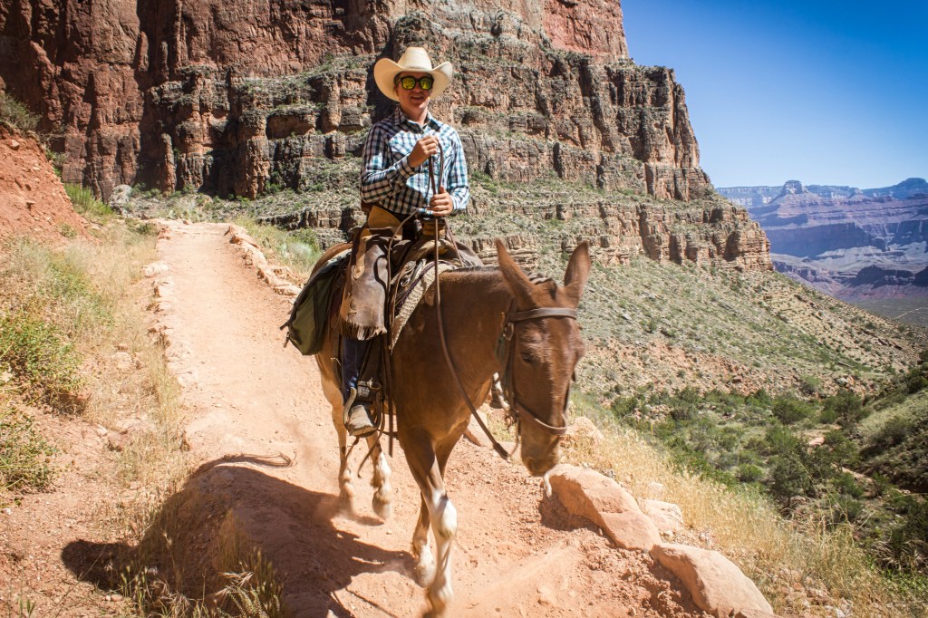 Mule ride in the Grand Canyon