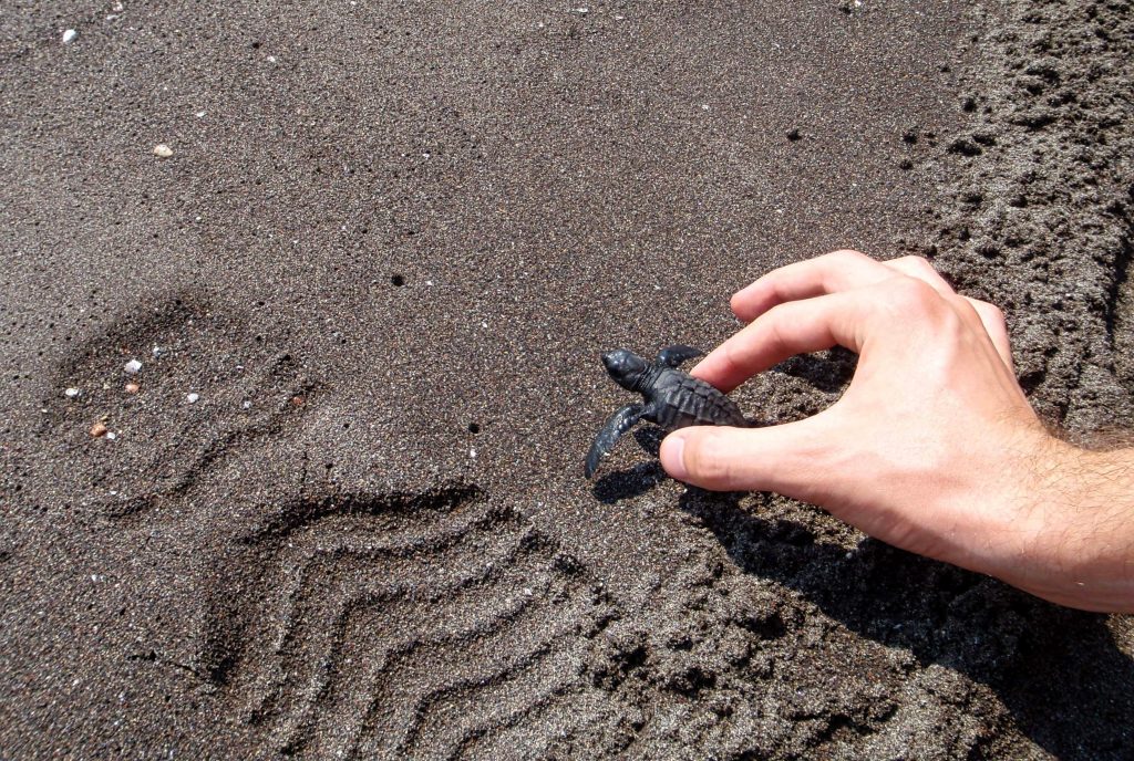 Baby sea turtle being released into the wild