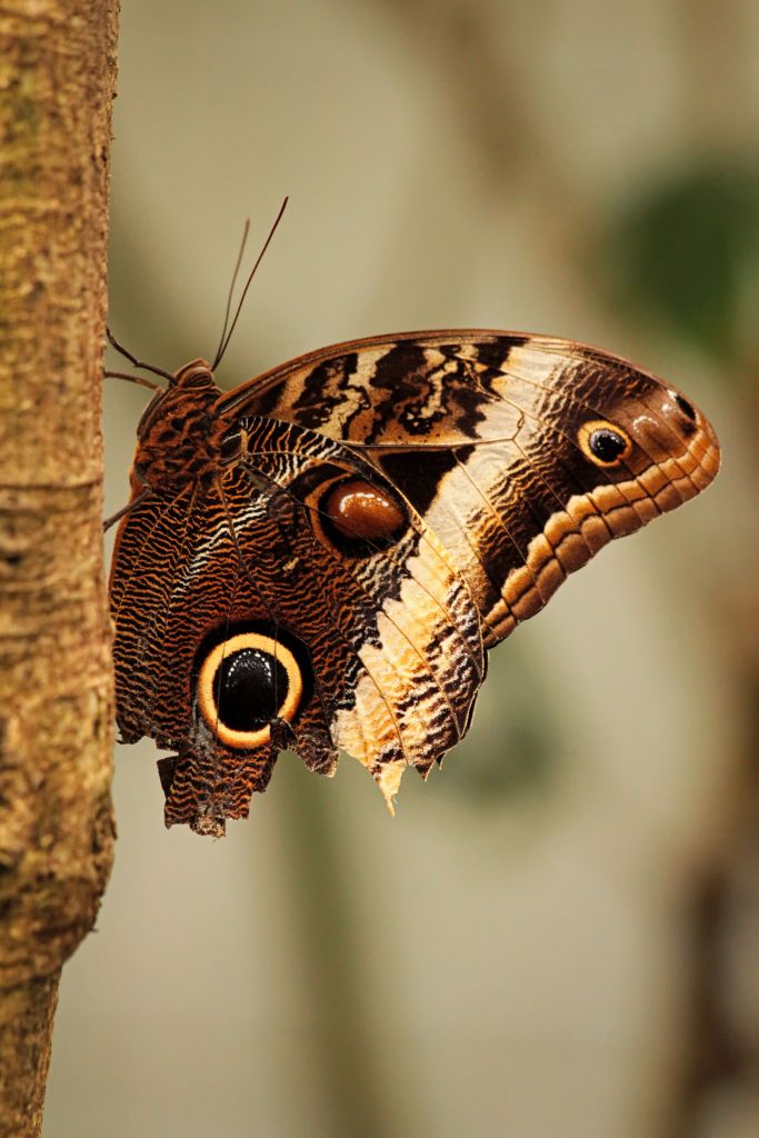 Butterfly with a large eyespot on the trunk of a tree