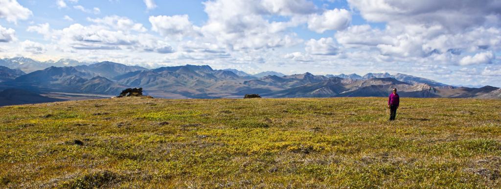 Expansive views of Denali National Park
